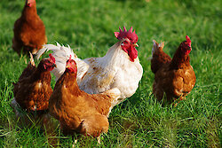 Bauernhofurlaub in Bayern